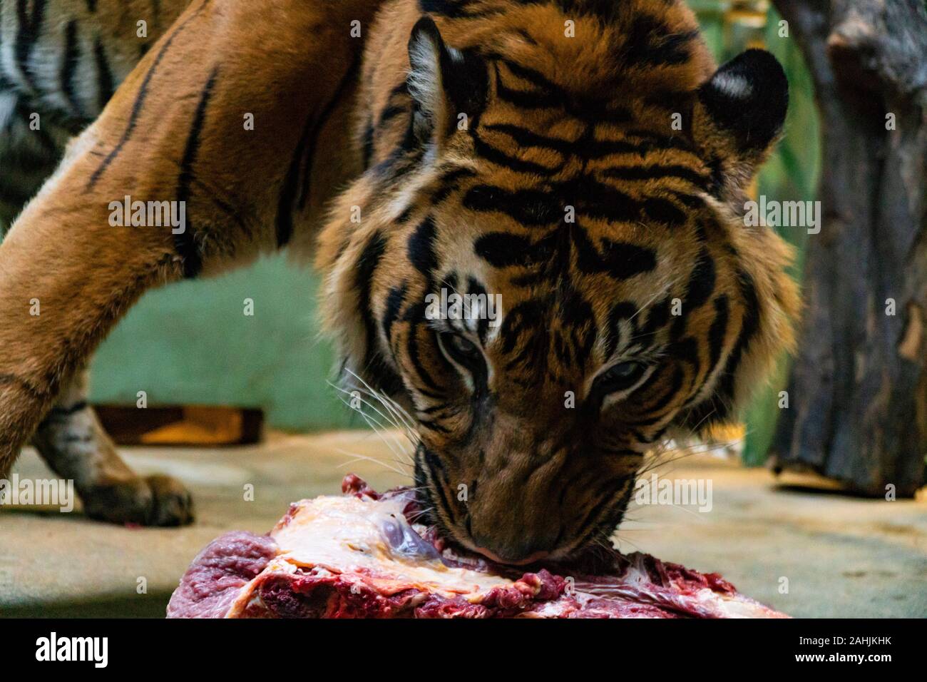 Manger de la viande rouge fraîche de tigres dans un zoo Banque D'Images