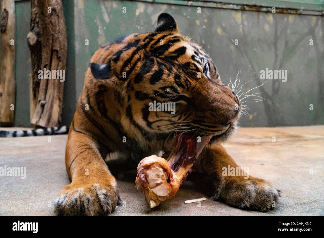 Manger de la viande rouge fraîche de tigres dans un zoo Banque D'Images