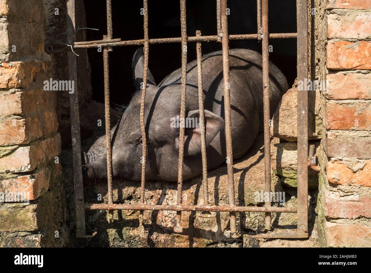 Maisons traditionnelles de l'ethnie Yi dans Cangtai village, Honghe, Yunnan, Chine. Un cochon est soulevée par un résident dans leur chambre. Banque D'Images