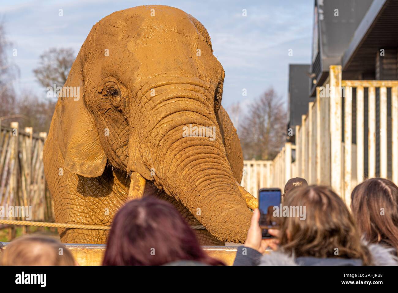 L'éléphant d'boueux au Zoo de Colchester, Essex, Royaume-Uni. Loxodonta africana. Exposition des animaux en captivité en royaume de l'éléphant. Photographie de téléphone mobile Banque D'Images