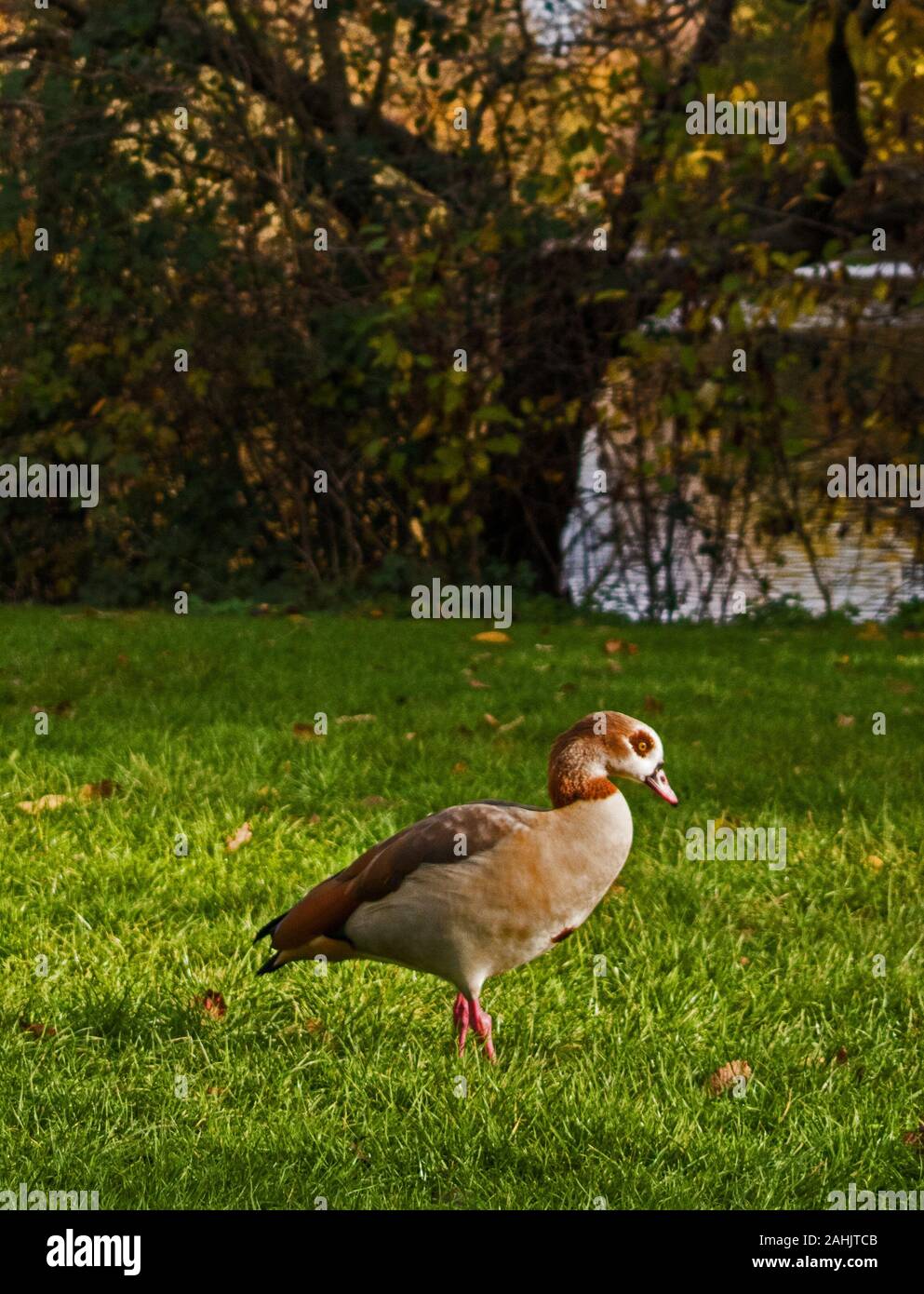 Ouette d’Égypte Banque D'Images