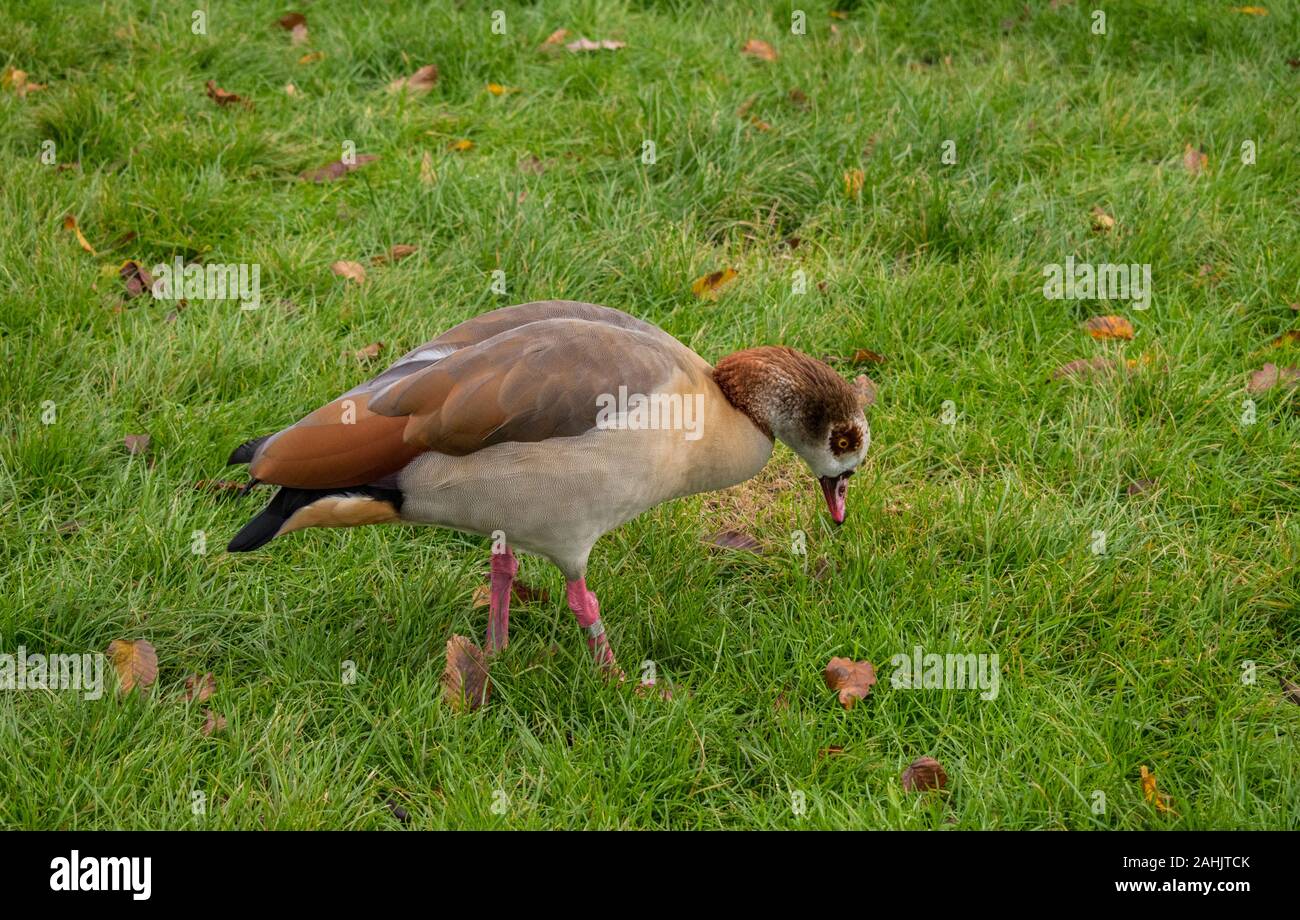Ouette d’Égypte Banque D'Images