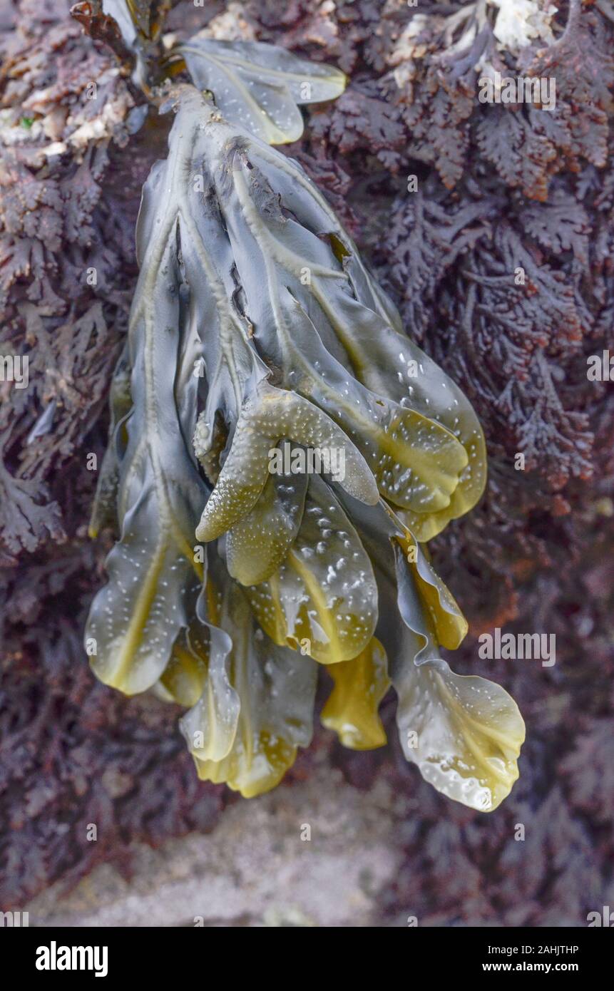 L'on croit être les jeunes frondes de UK commun Crémaillère / algues Fucus serratus, éventuellement F. spiralis. Avantages pour la santé mais pas considéré comme sûr à manger Banque D'Images