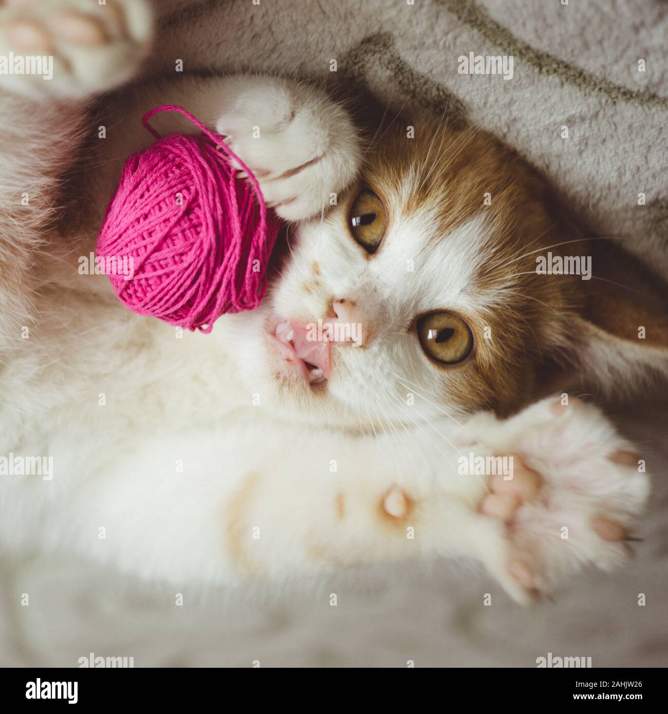 Ginger kitten joue avec une boule de fils, chat drôle montrer la langue. Banque D'Images