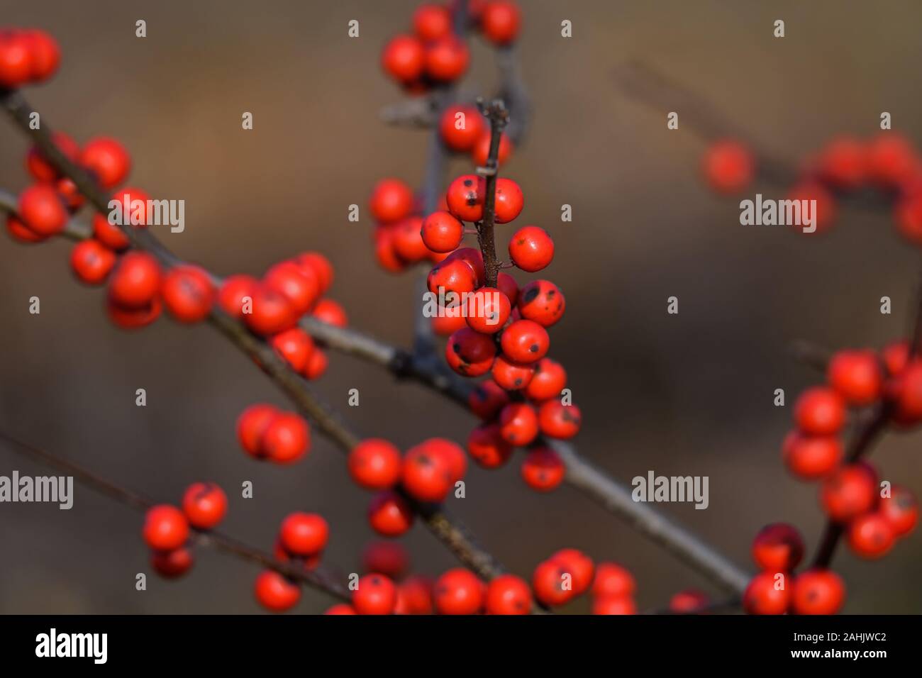 Ilex verticillata houx verticillé ou lors d'une froide journée de l'hiver. Il s'agit d'une espèce de houx indigène de l'Est de l'Amérique du Nord aux États-Unis. Banque D'Images