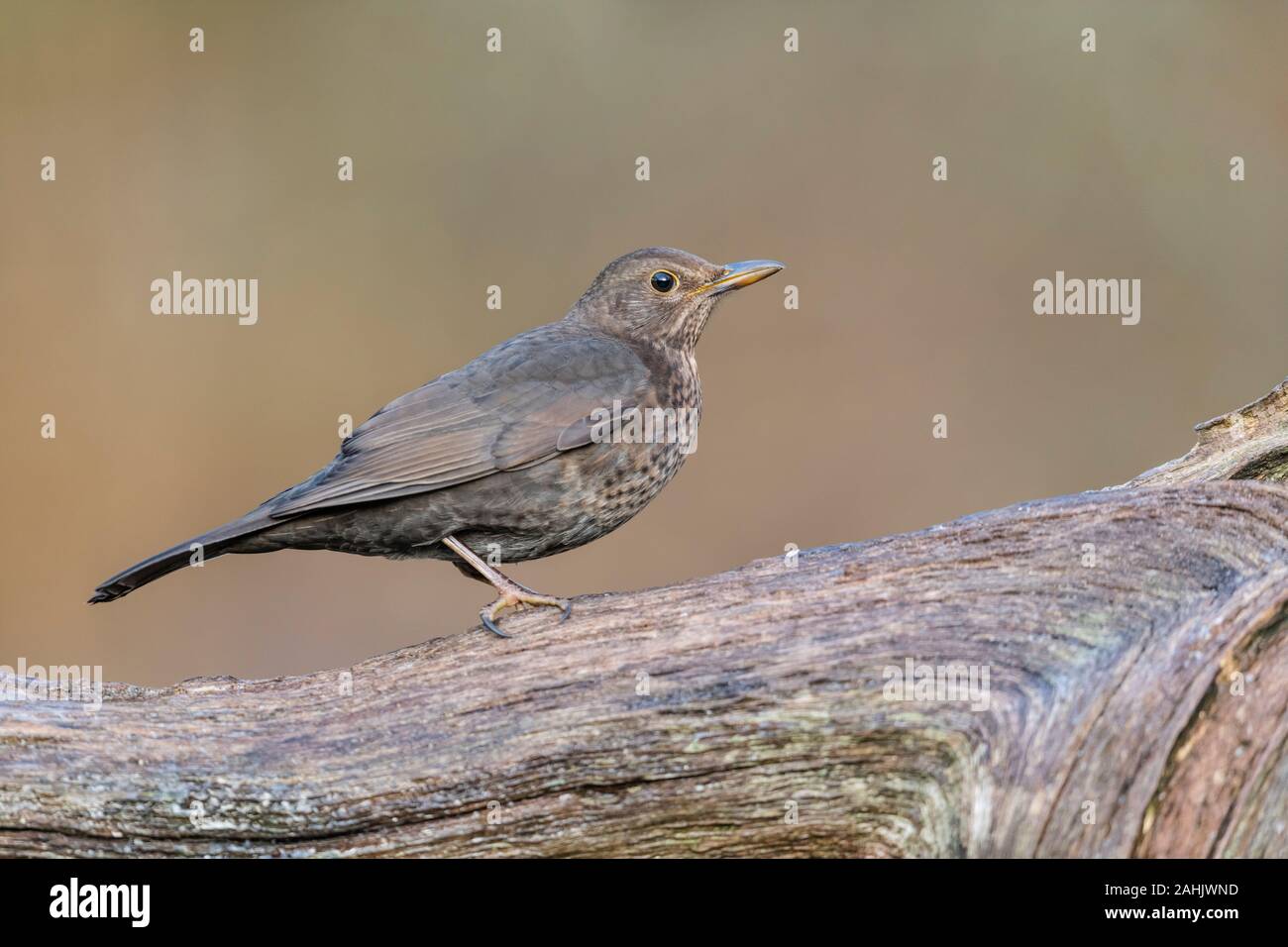 Amsel Weibchen, Turdus merula, femme Blackbird Banque D'Images