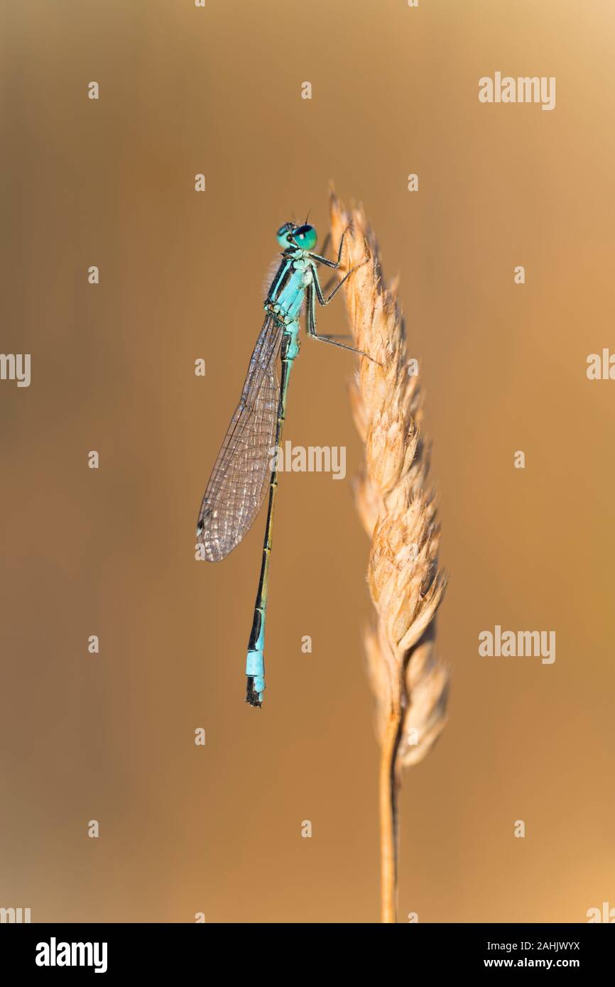 Blaue Federlibelle Maennchen, Platycnemis pennipes mâle, pattes blanches libellule Banque D'Images