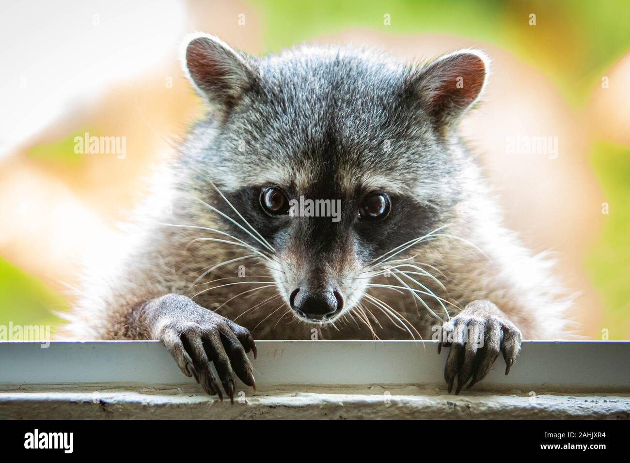 Adorable raton laveur close up portrait visage animal poilu Banque D'Images