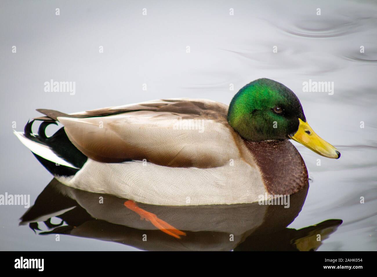 Canards sur l’eau Banque D'Images