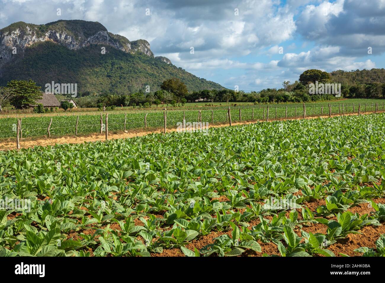 Vallée de Vinales. Vue typique de la Vallée de Vinales avec ferme et mogotes. La province de Pinar del Rio, Cuba. Banque D'Images