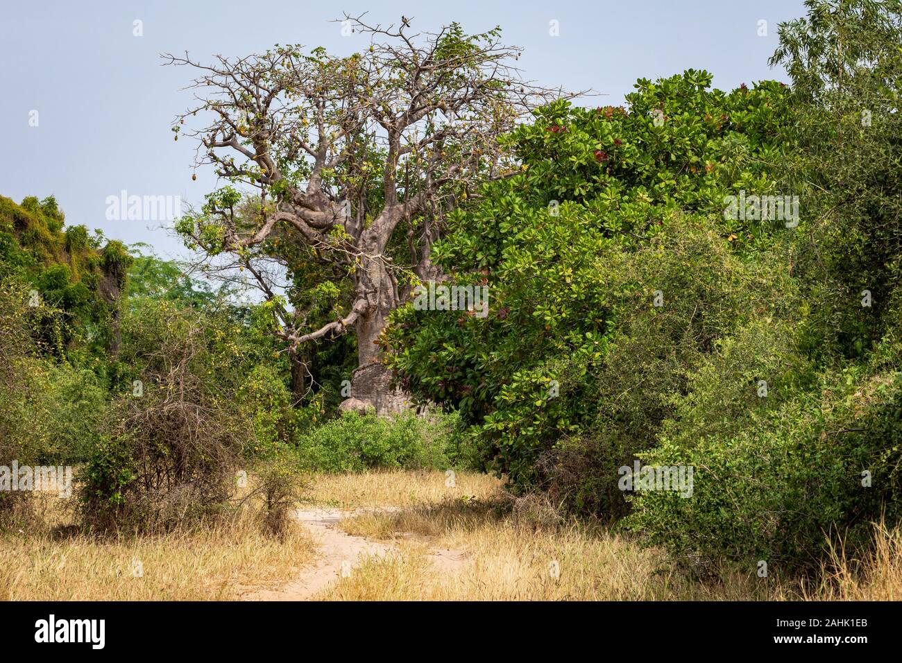 Des baobabs dans la savane aride sec du sud ouest du Sénégal. Banque D'Images