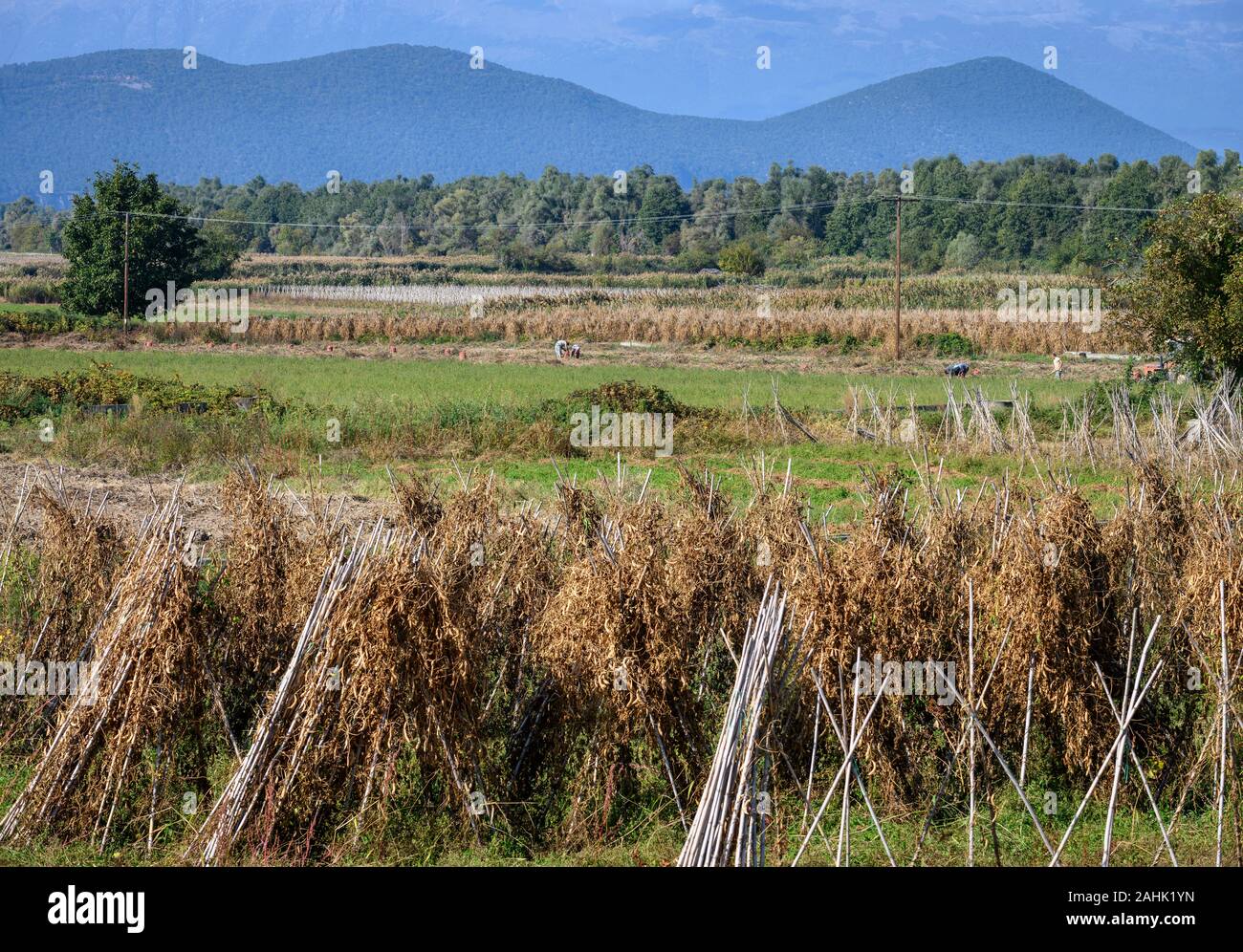 Fasólia, haricots, prêt pour la récolte, sont la principale culture autour du village de Lemos près du lac Prespa en Macédoine, la Grèce du Nord. Banque D'Images