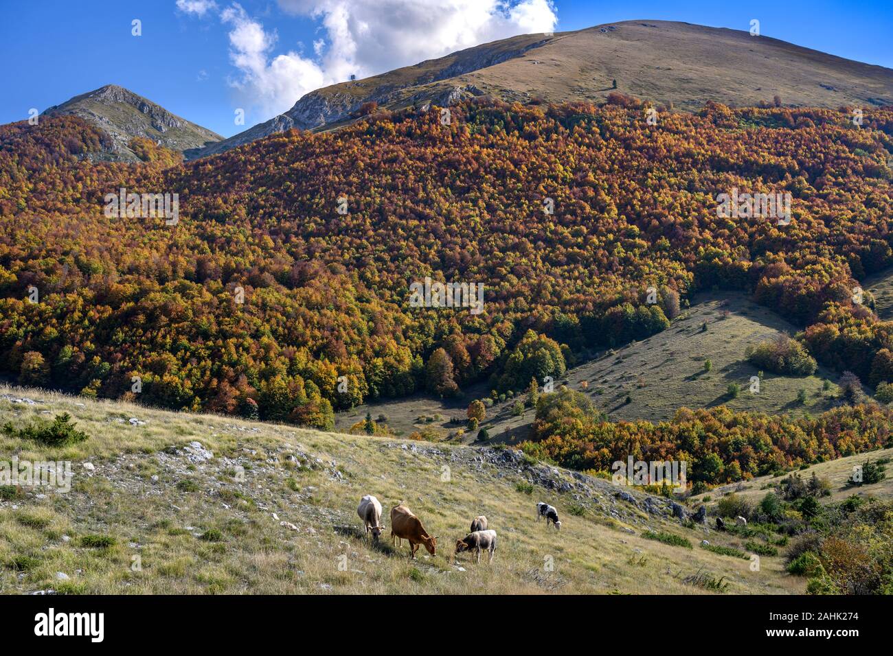 L'automne dans le Parc National Galičica, entre le lac de Prespa et le lac Ohrid en Macédoine du Nord, l'Europe. Banque D'Images