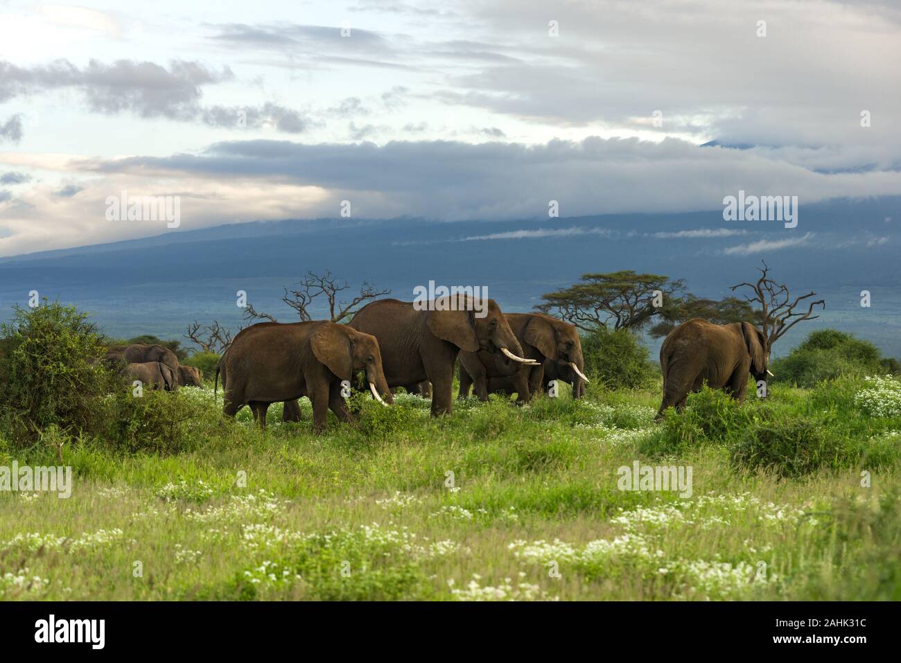 Grand troupeau de bush africain elephant (Loxodonta africana) marche dans la prairie ouverte, Parc National d'Amboseli, Kenya Banque D'Images