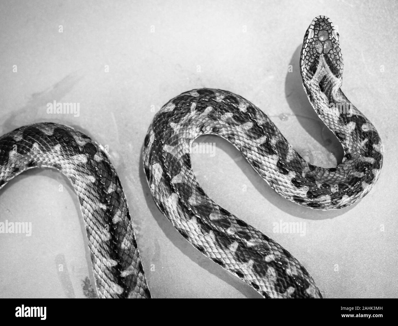 Reproduction d'une vipère sur un fond neutre. Banque D'Images