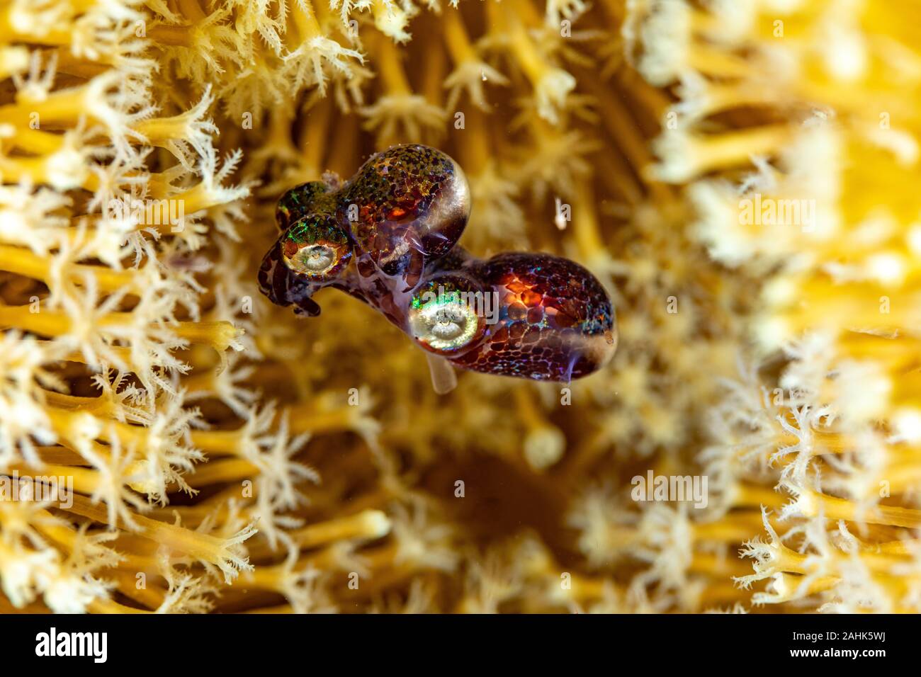 Bobtail squid afin d'accouplement (Sepiolida) sont un groupe de céphalopodes étroitement liée à la seiche Banque D'Images