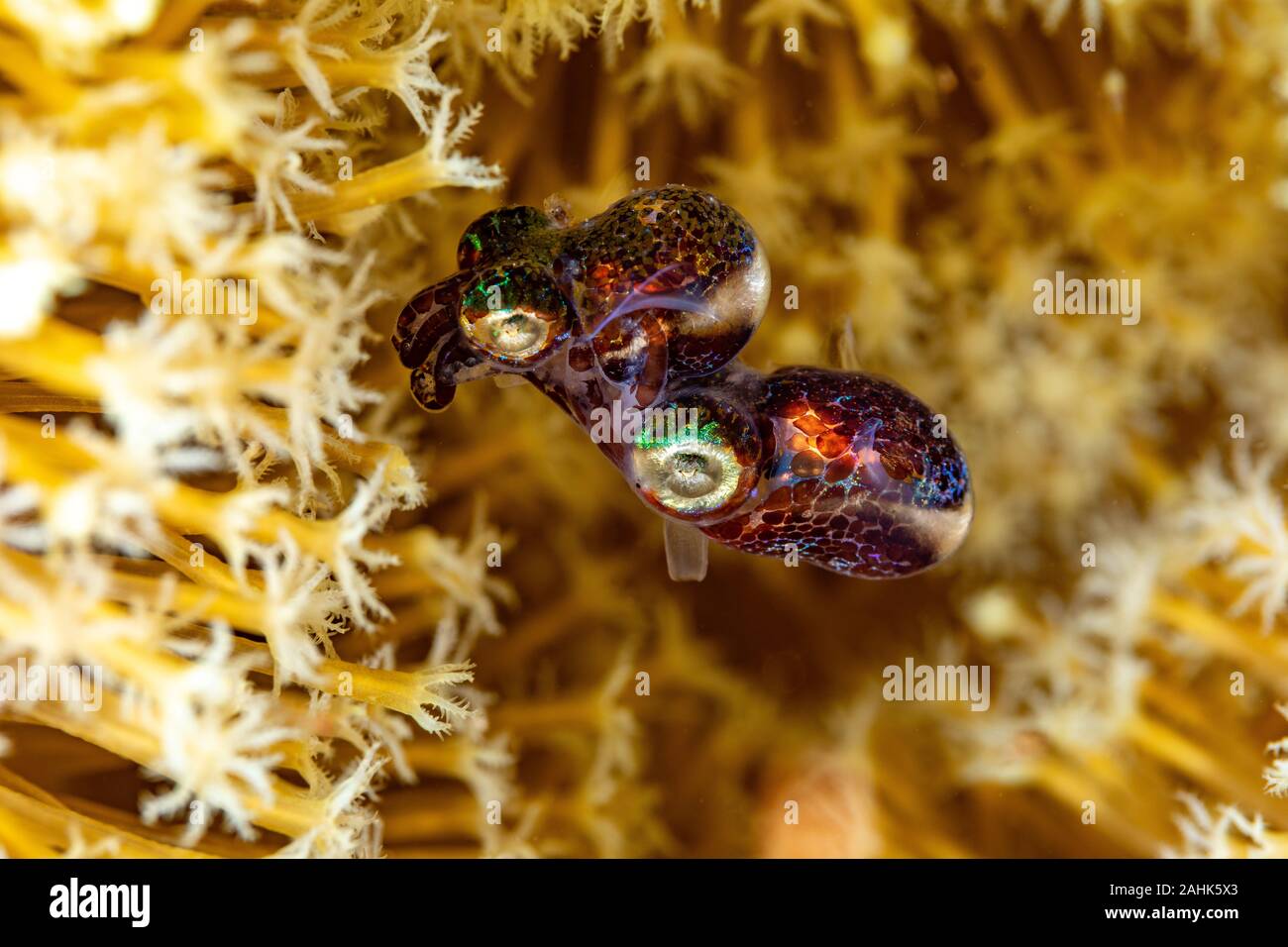 Bobtail squid afin d'accouplement (Sepiolida) sont un groupe de céphalopodes étroitement liée à la seiche Banque D'Images