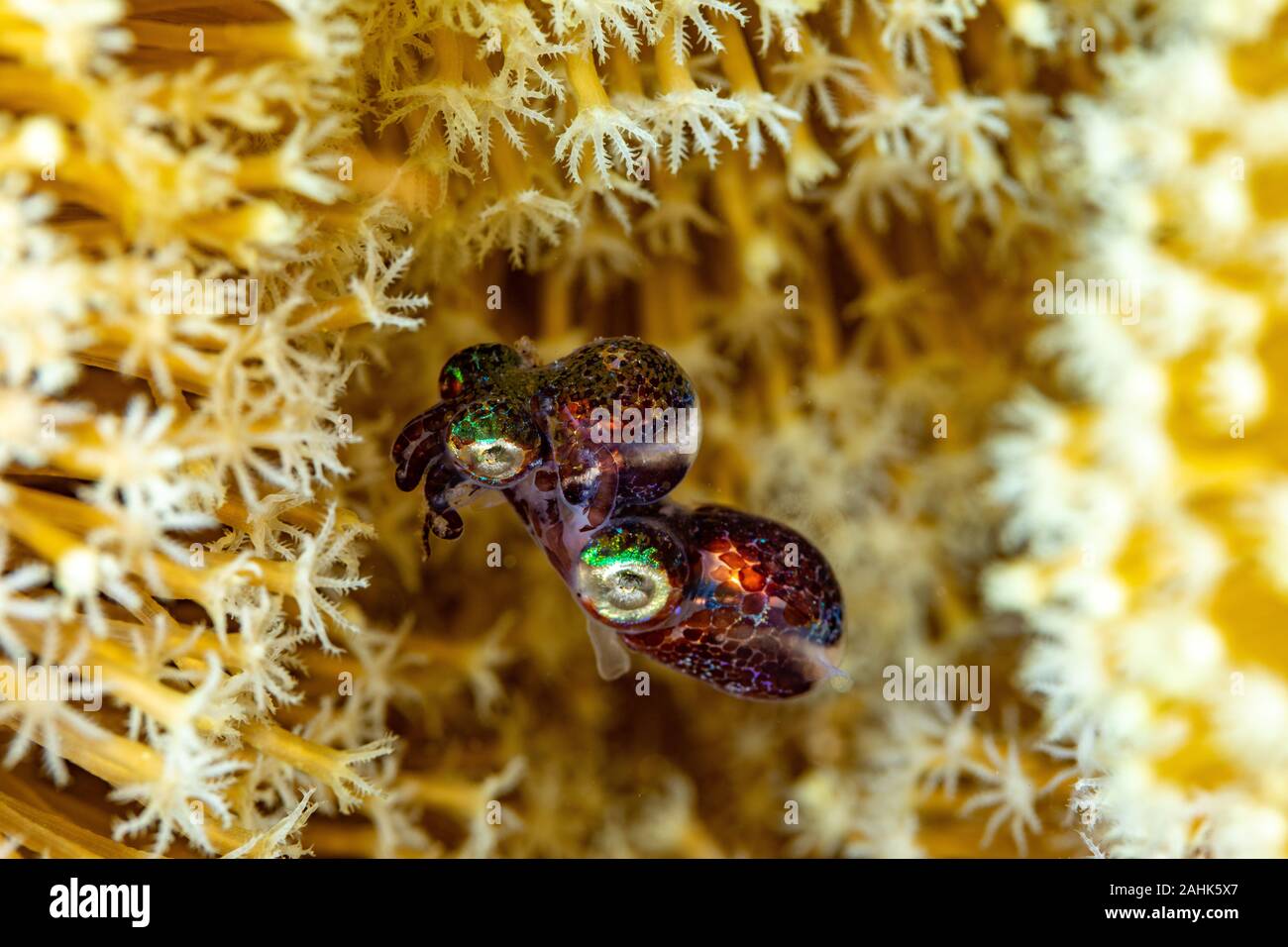 Bobtail squid afin d'accouplement (Sepiolida) sont un groupe de céphalopodes étroitement liée à la seiche Banque D'Images