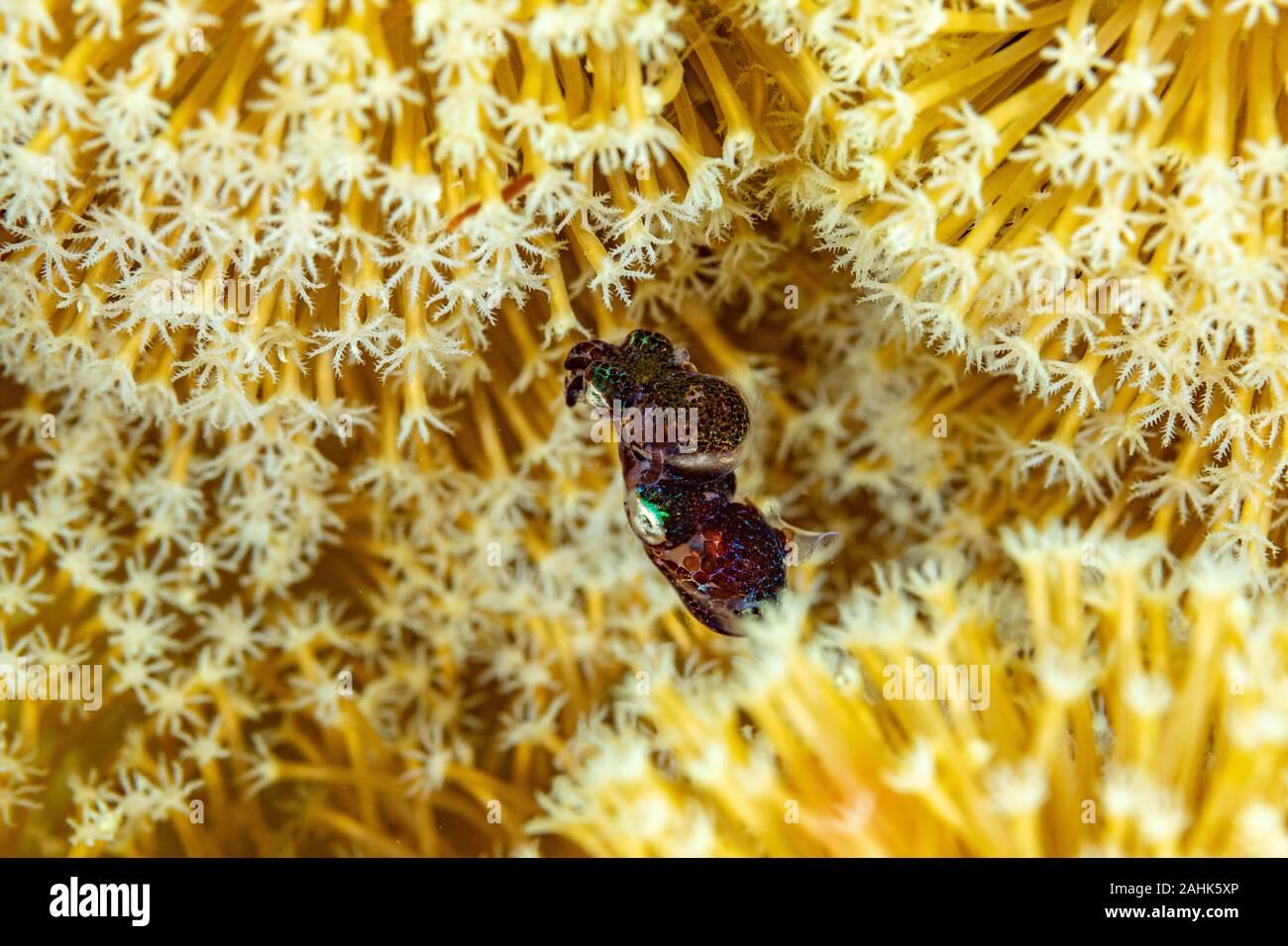 Bobtail squid afin d'accouplement (Sepiolida) sont un groupe de céphalopodes étroitement liée à la seiche Banque D'Images