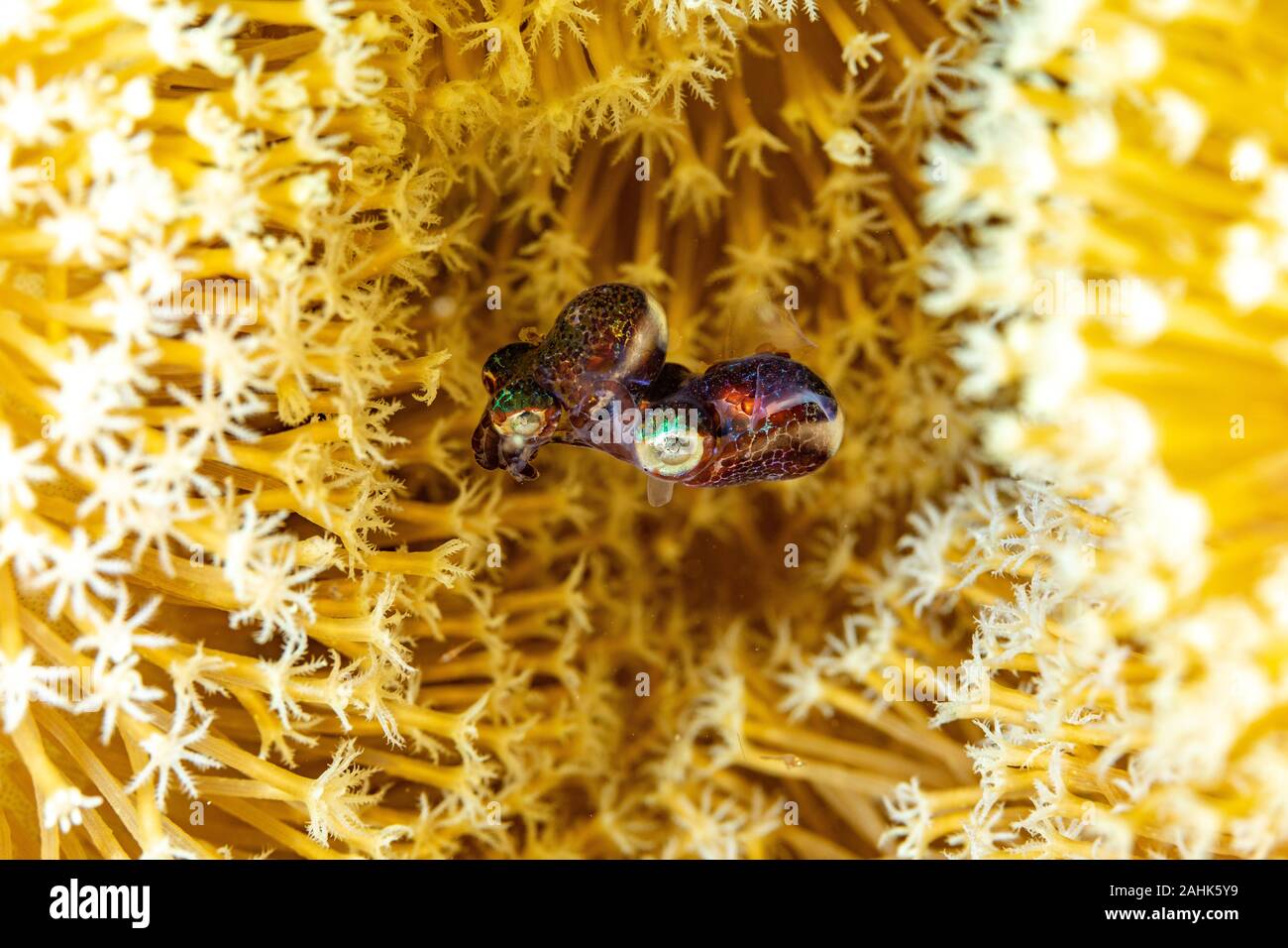 Bobtail squid afin d'accouplement (Sepiolida) sont un groupe de céphalopodes étroitement liée à la seiche Banque D'Images