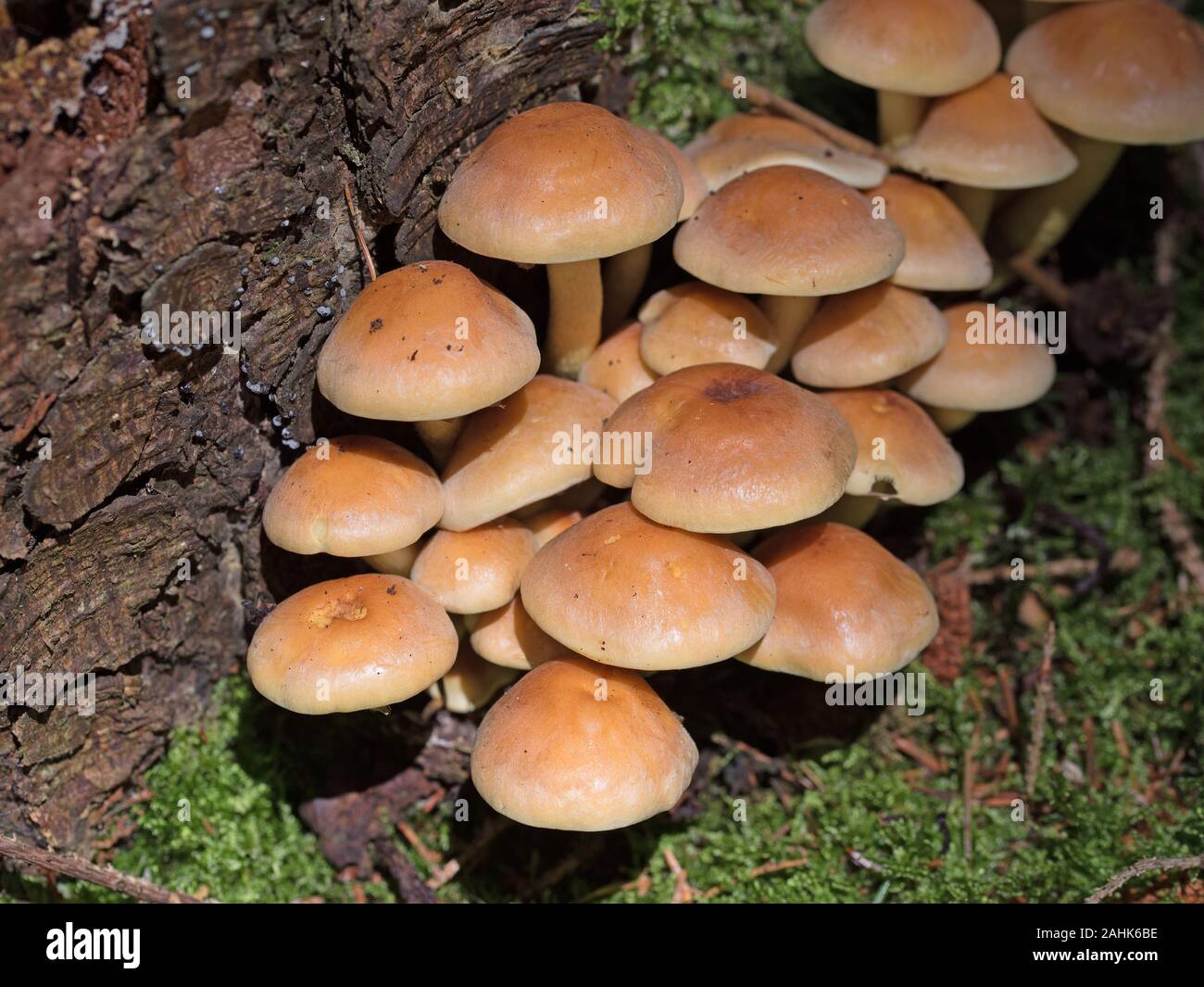 À feuilles gris tête de soufre, Hypholoma capnoides, dans la forêt Banque D'Images
