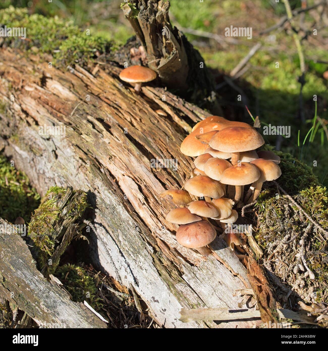 À feuilles gris tête de soufre, Hypholoma capnoides, dans la forêt Banque D'Images