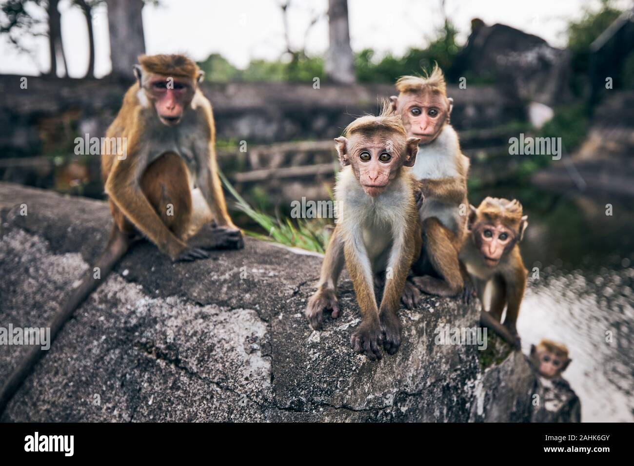 Groupe de singes mignon assis sur mur, Sri Lanka. Banque D'Images