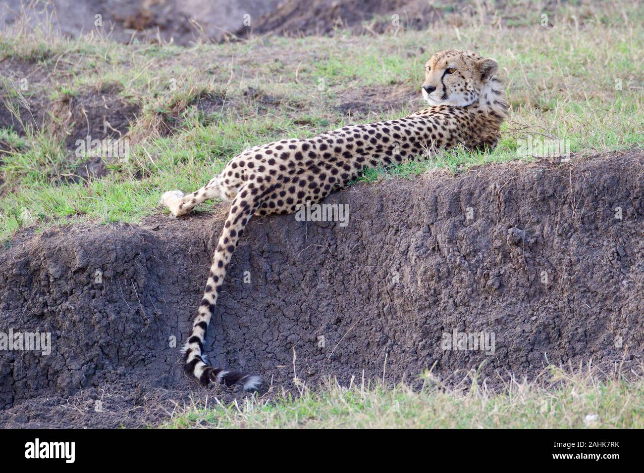 Belle dans le guépard Maasai Mara Banque D'Images