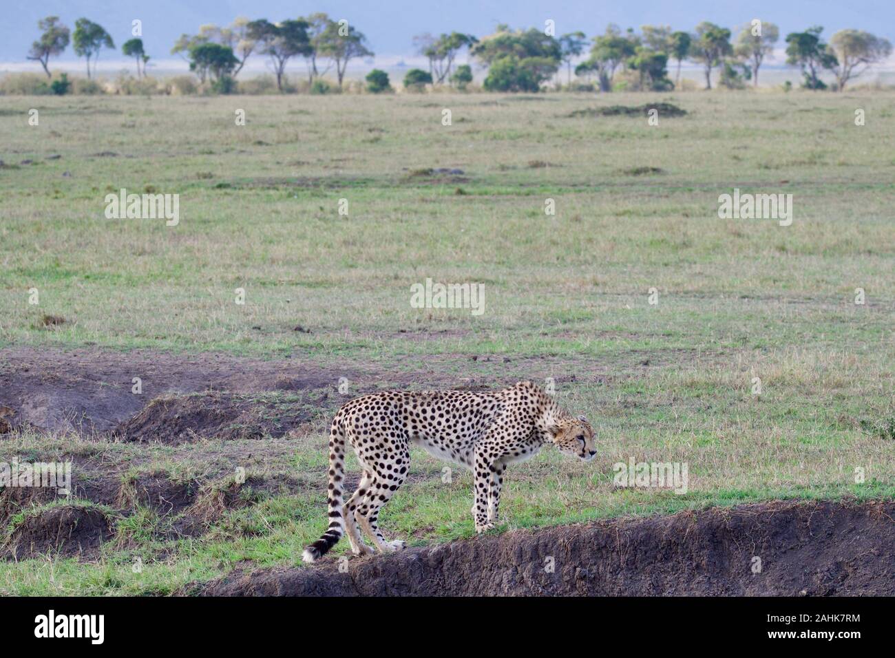 Belle dans le guépard Maasai Mara Banque D'Images