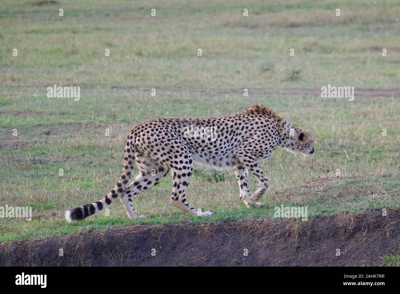 Belle dans le guépard Maasai Mara Banque D'Images