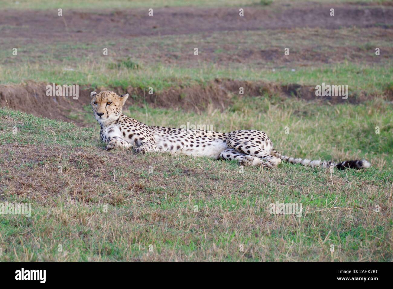 Belle dans le guépard Maasai Mara Banque D'Images