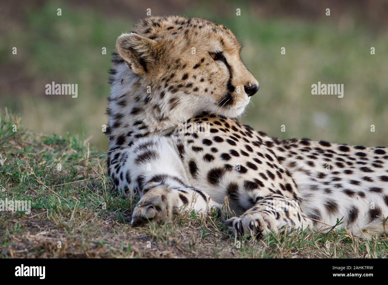Belle dans le guépard Maasai Mara Banque D'Images