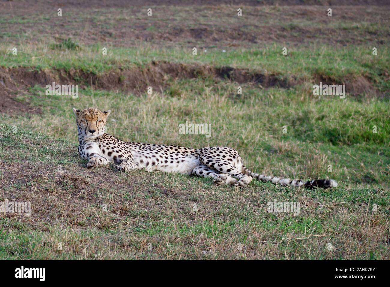 Belle dans le guépard Maasai Mara Banque D'Images