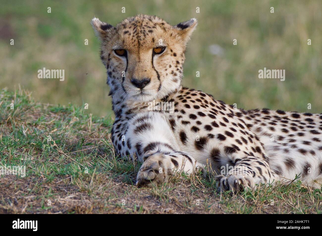 Belle dans le guépard Maasai Mara Banque D'Images