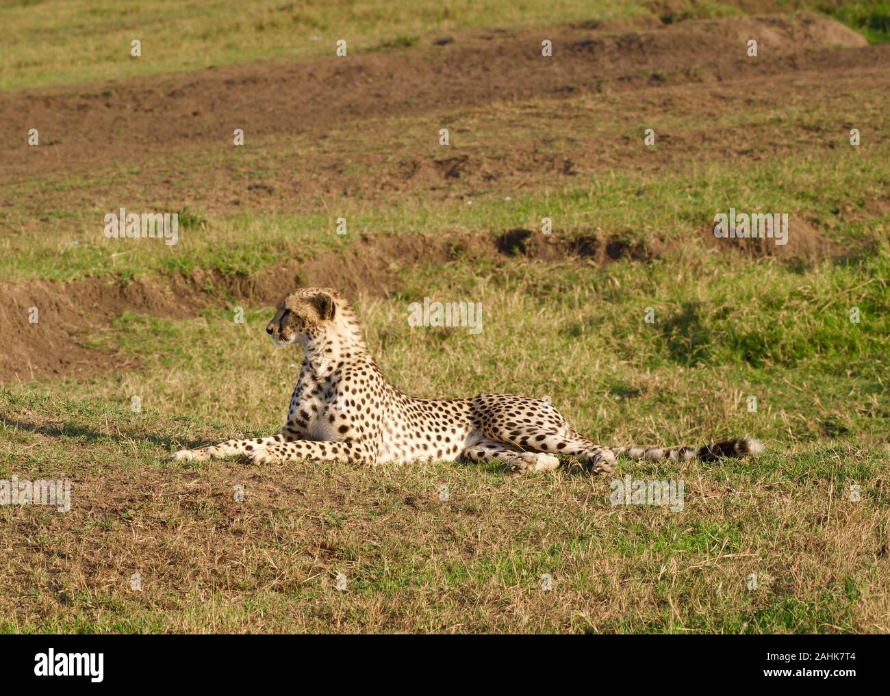 Belle dans le guépard Maasai Mara Banque D'Images