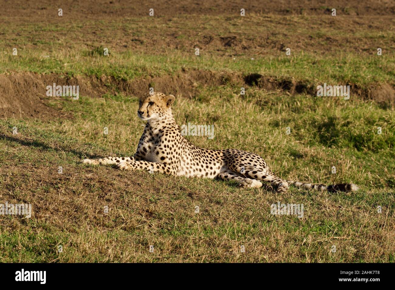 Belle dans le guépard Maasai Mara Banque D'Images