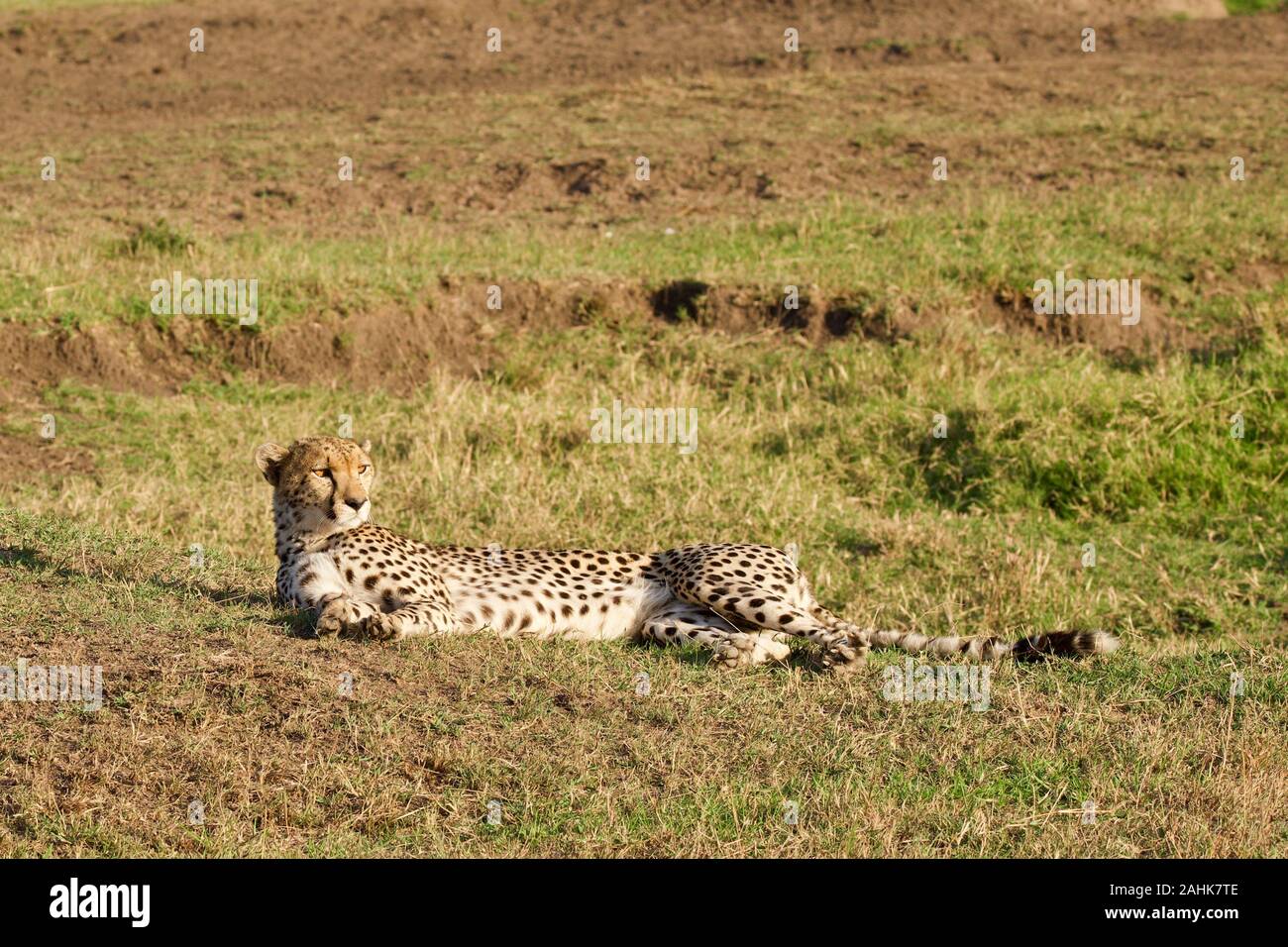Belle dans le guépard Maasai Mara Banque D'Images