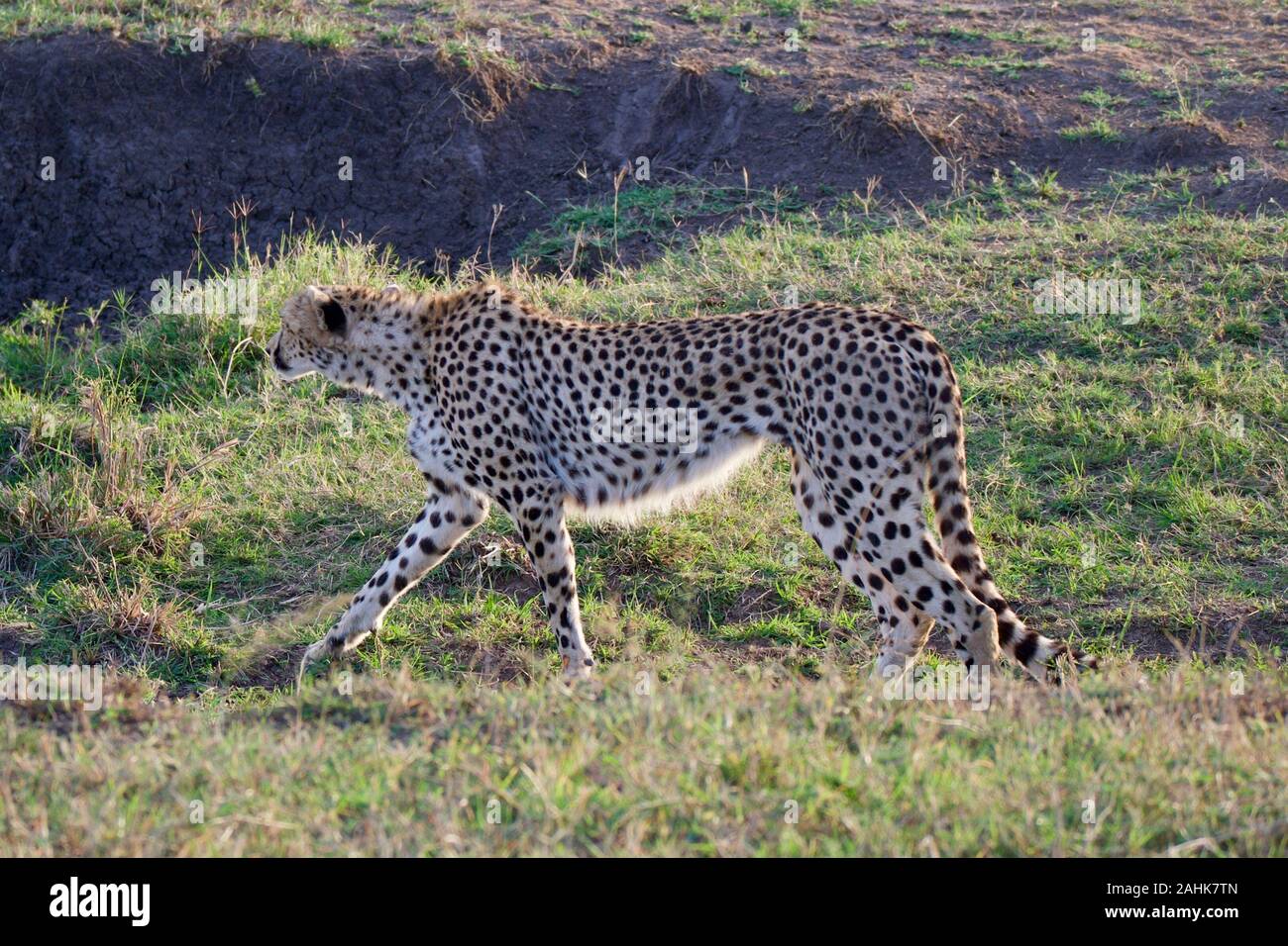 Belle dans le guépard Maasai Mara Banque D'Images
