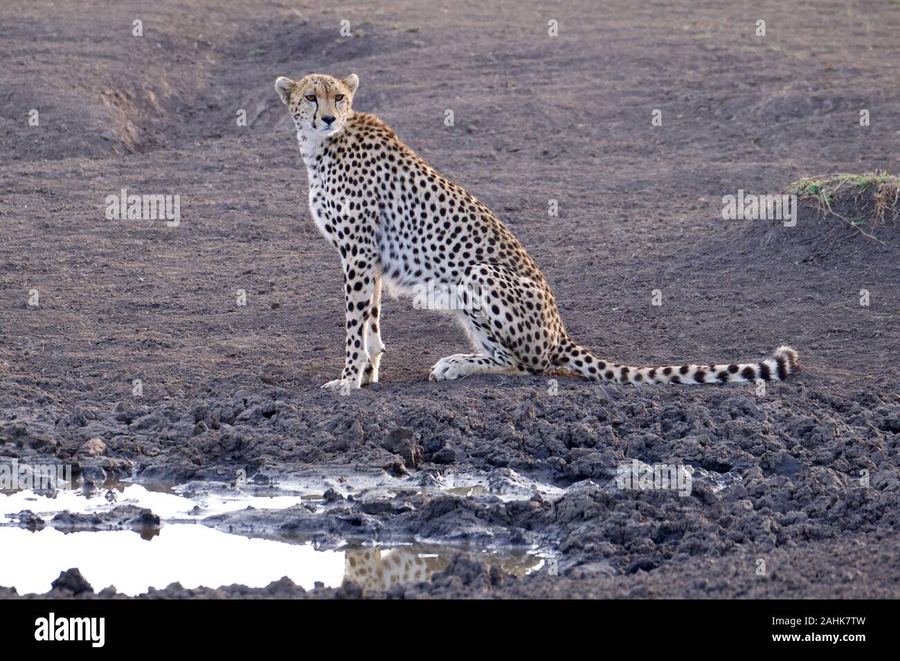 Belle dans le guépard Maasai Mara Banque D'Images