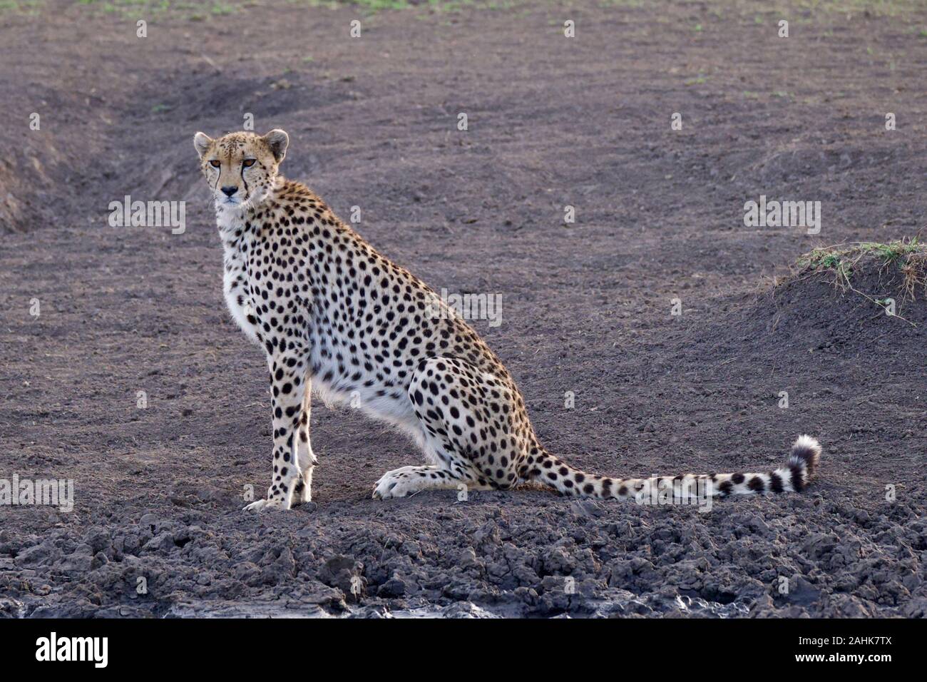 Belle dans le guépard Maasai Mara Banque D'Images