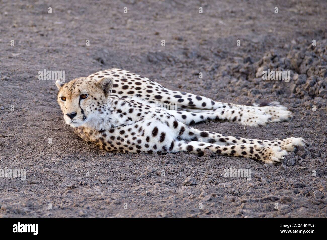 Belle dans le guépard Maasai Mara Banque D'Images