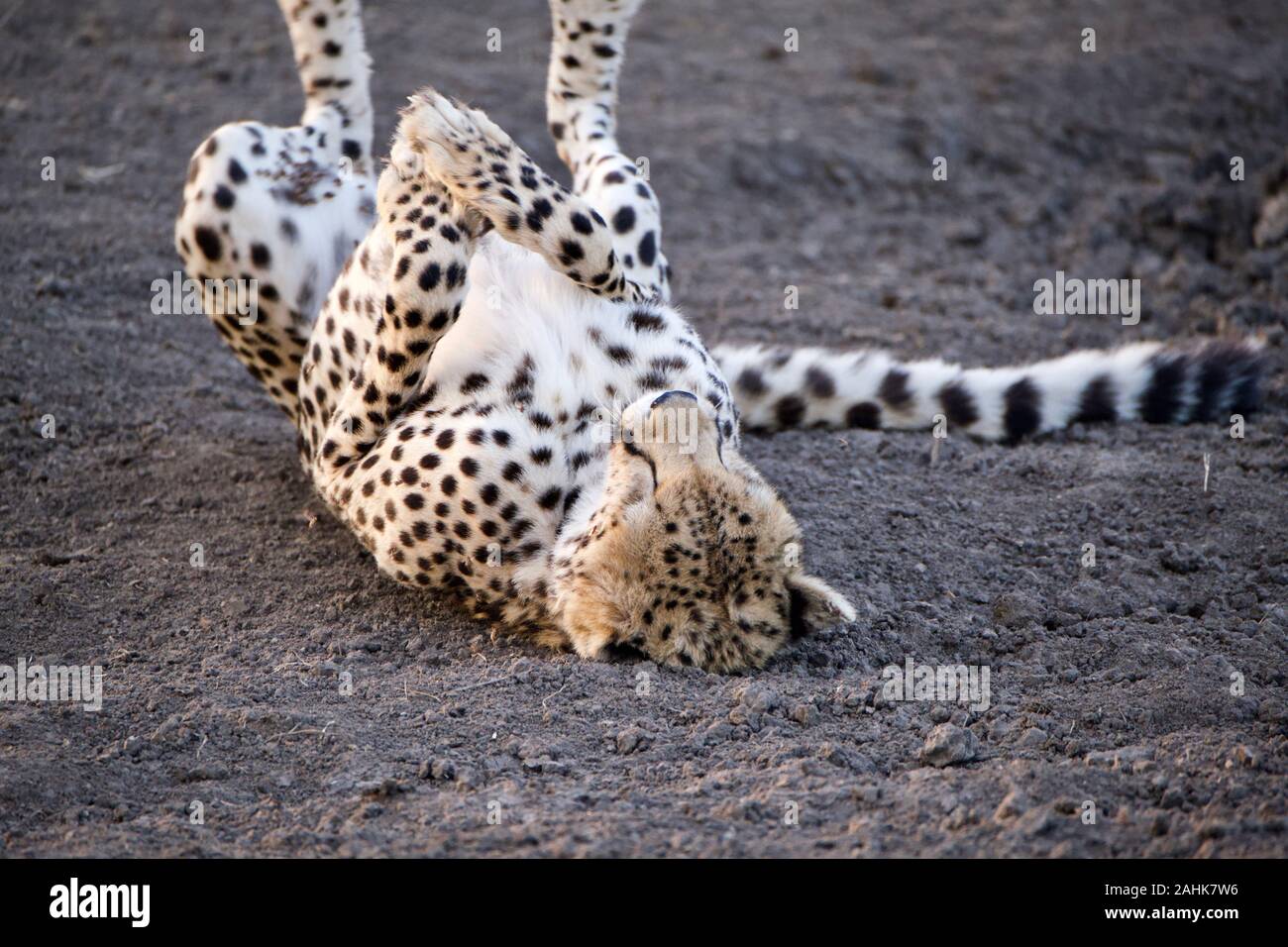 Belle dans le guépard Maasai Mara Banque D'Images