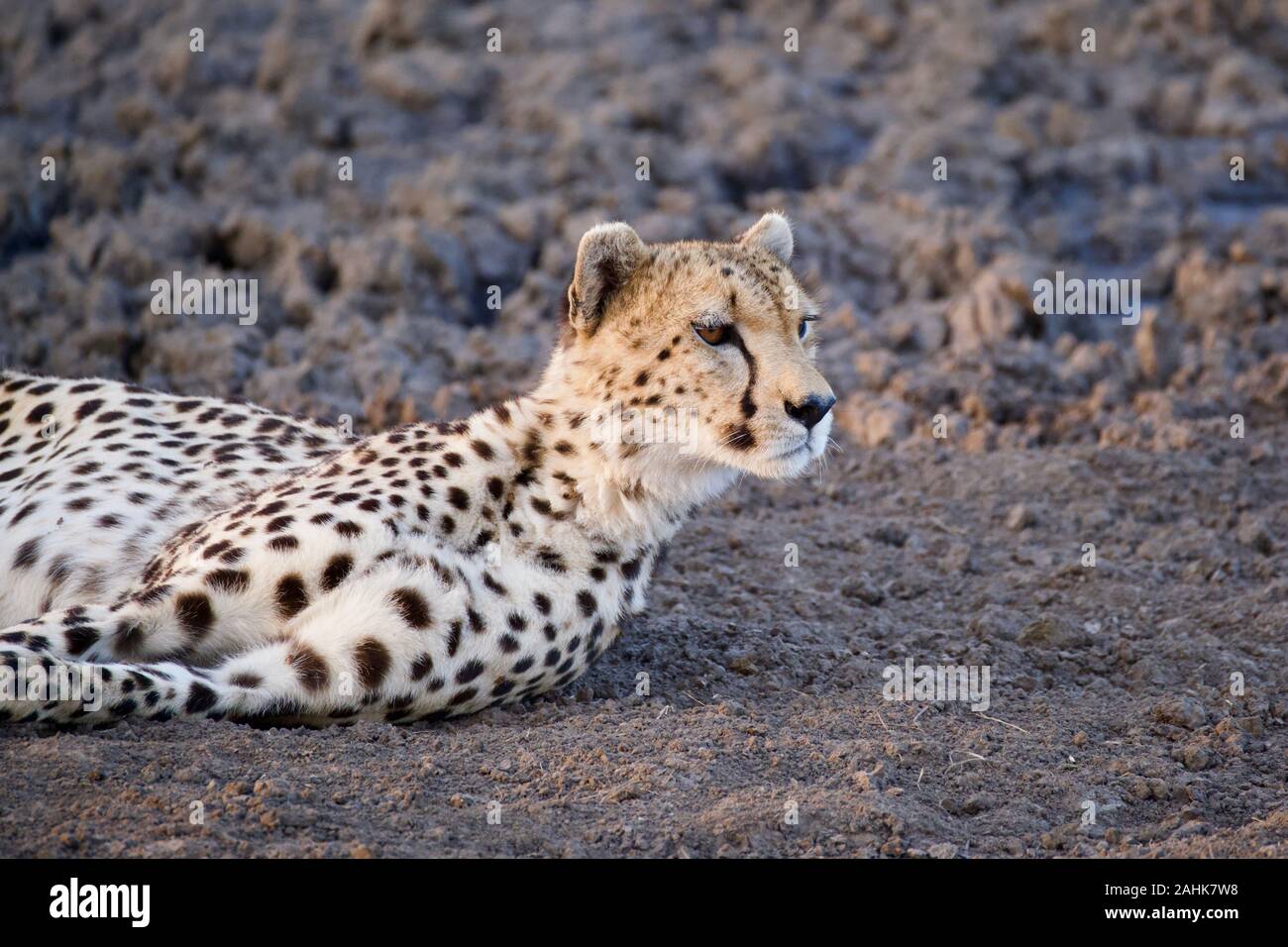 Belle dans le guépard Maasai Mara Banque D'Images