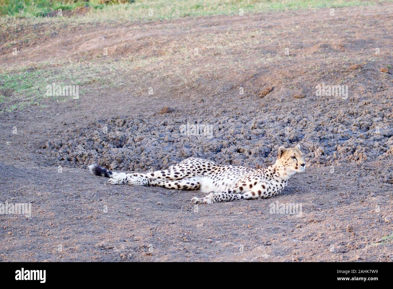 Belle dans le guépard Maasai Mara Banque D'Images