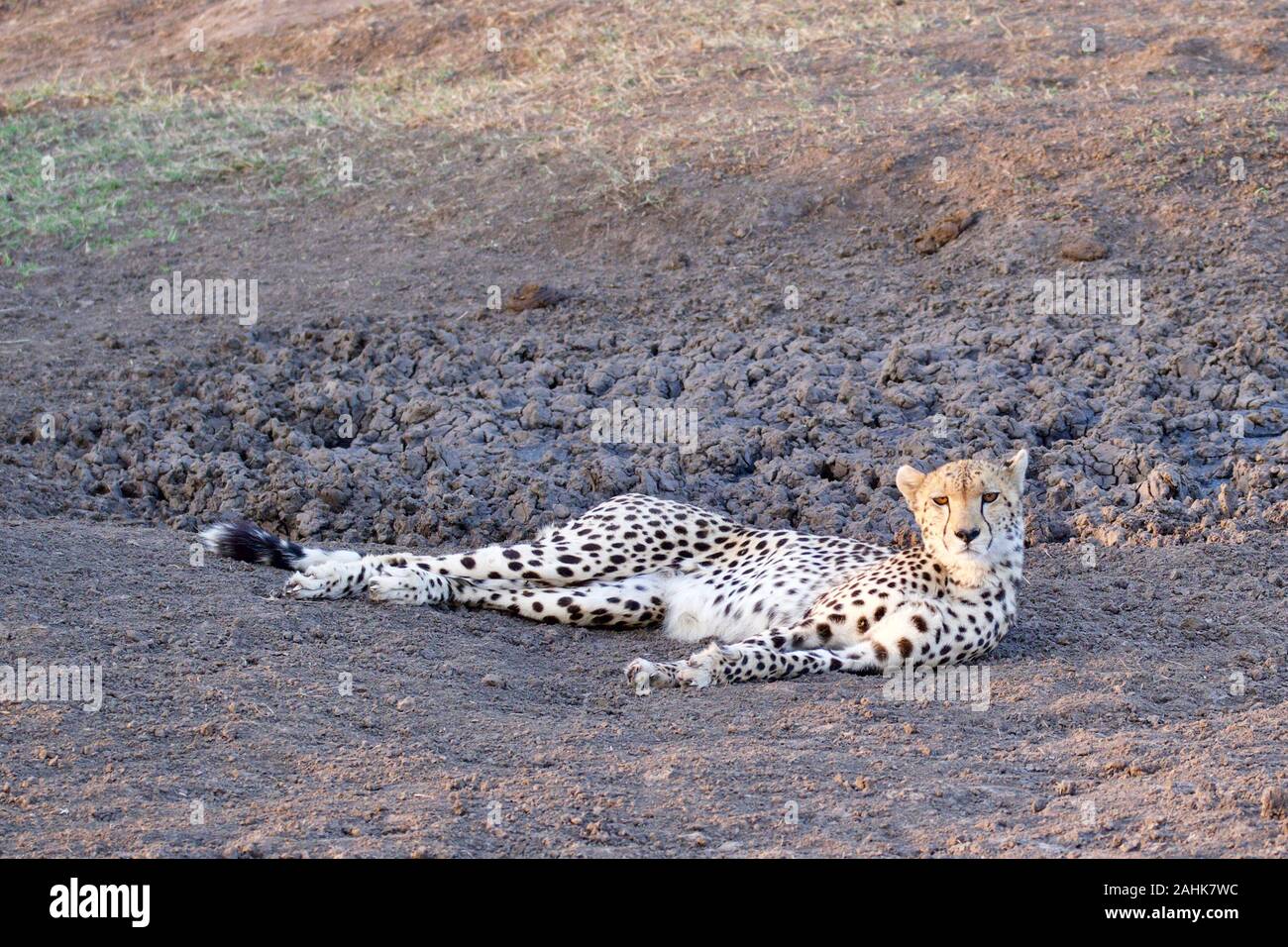 Belle dans le guépard Maasai Mara Banque D'Images