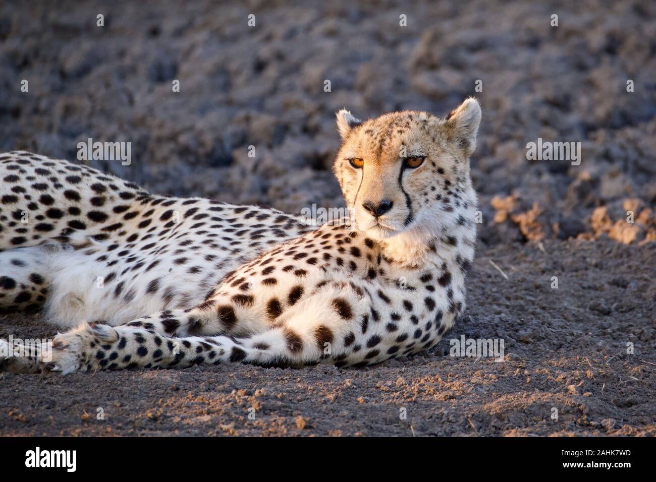 Belle dans le guépard Maasai Mara Banque D'Images