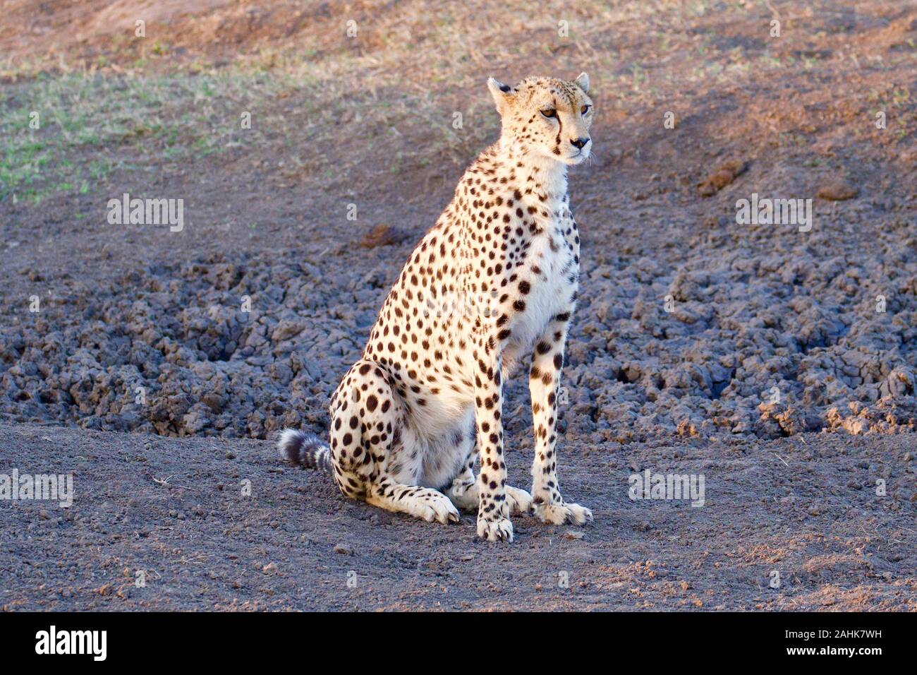 Belle dans le guépard Maasai Mara Banque D'Images
