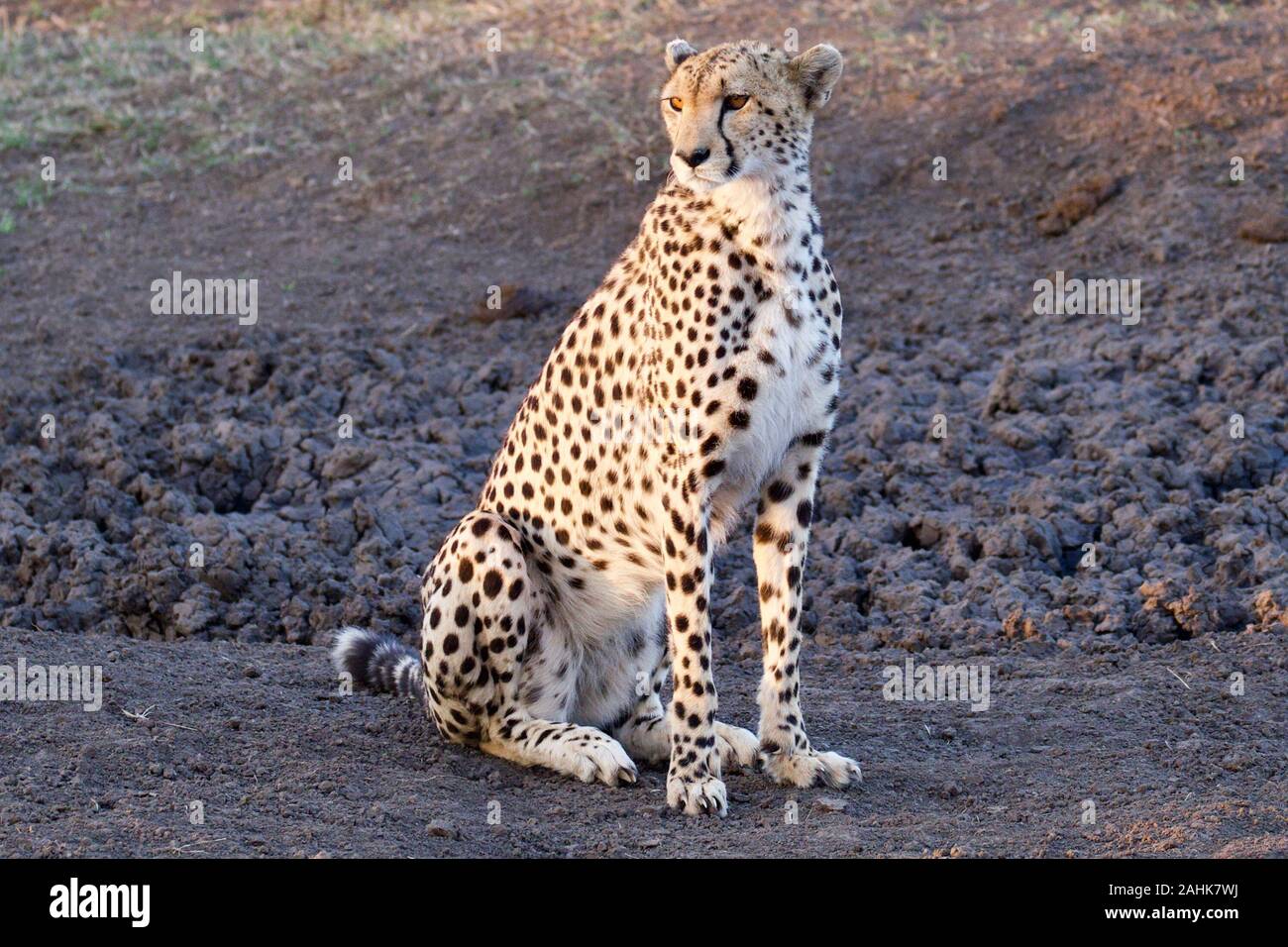 Belle dans le guépard Maasai Mara Banque D'Images