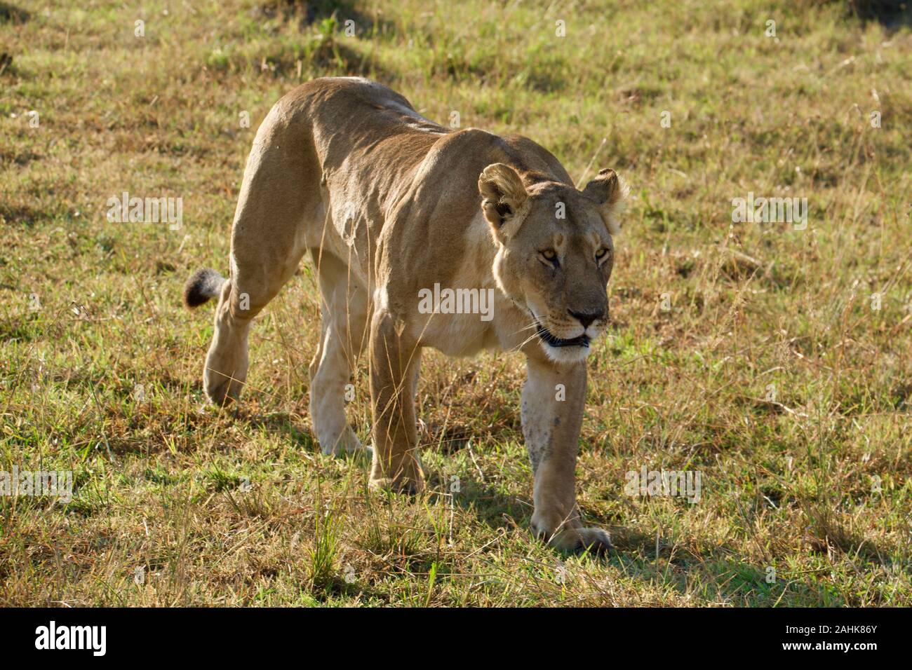 Lions dans le Maasai Mara Banque D'Images