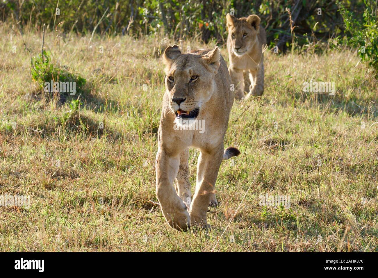 Lions dans le Maasai Mara Banque D'Images